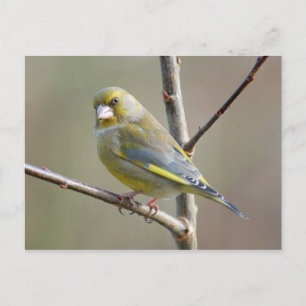 Carte postale Greenfinch