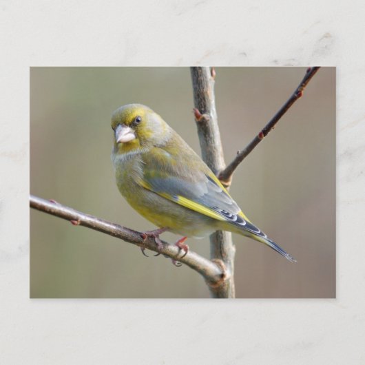 Carte postale Greenfinch (Devant)