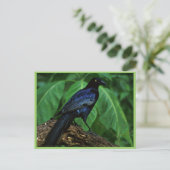 Carte Postale Grêle à queue (Debout devant)