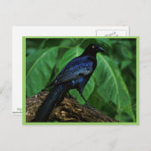 Carte Postale Grêle à queue (Devant / Derrière)