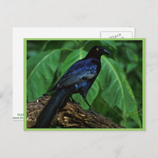 Carte Postale Grêle à queue (Devant / Derrière)