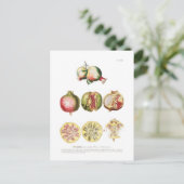 Carte Postale Grenade (Debout devant)