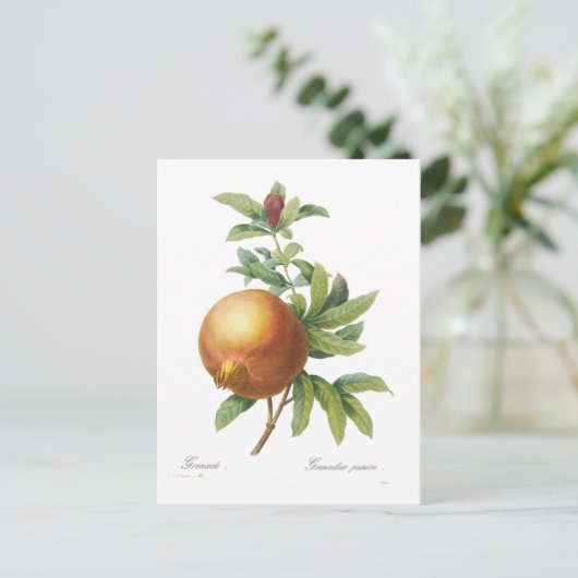 Carte Postale Grenade (Debout devant)