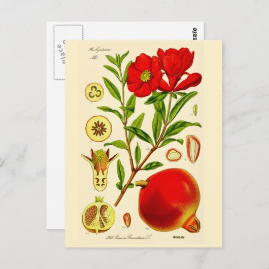 Carte Postale Grenade (Devant / Derrière)