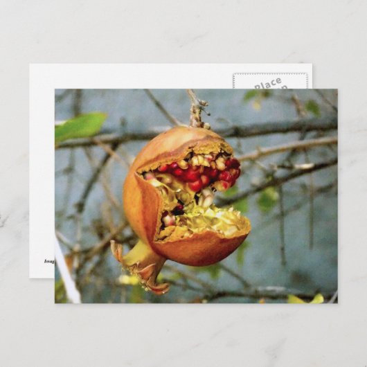 Carte Postale Grenade (Devant / Derrière)