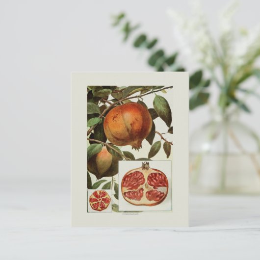 Carte Postale Grenade (Debout devant)