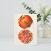 Carte Postale Grenades (Punica Granatum) Peinture de fruits (Debout devant)