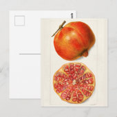 Carte Postale Grenades (Punica Granatum) Peinture de fruits (Devant / Derrière)