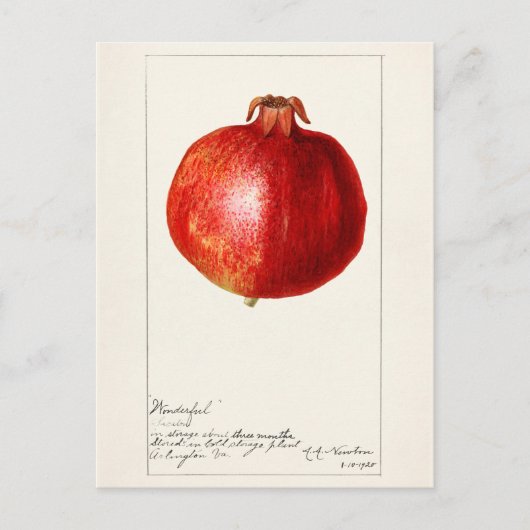 Carte Postale Grenades (Punica Granatum) Peinture de fruits (Devant)