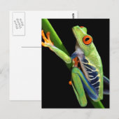 Carte Postale grenouille (Devant / Derrière)