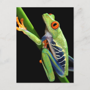 Carte Postale grenouille