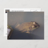 Carte Postale grenouille (Devant / Derrière)