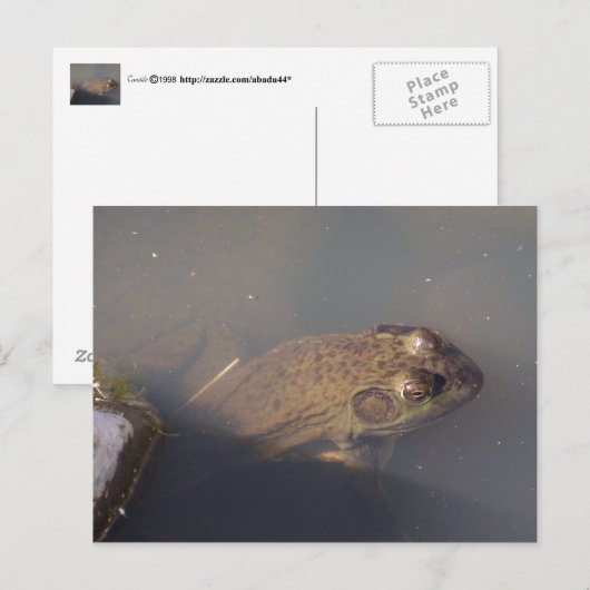 Carte Postale grenouille (Devant / Derrière)