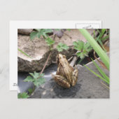 Carte Postale Grenouille (Devant / Derrière)