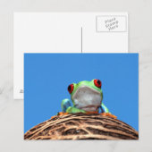 Carte Postale grenouille (Devant / Derrière)