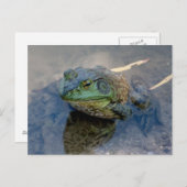 Carte Postale Grenouille (Devant / Derrière)