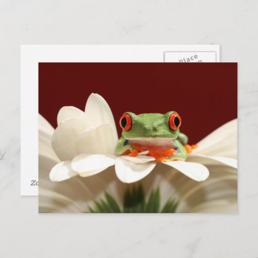 Carte Postale grenouille (Devant / Derrière)
