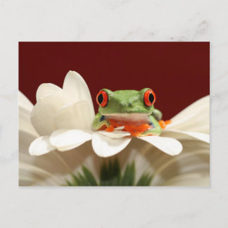 Carte Postale grenouille