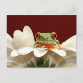 Carte Postale grenouille (Devant)