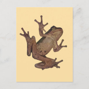 Carte Postale grenouille
