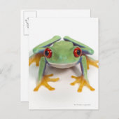 Carte Postale Grenouille (Devant / Derrière)
