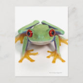 Carte Postale Grenouille (Devant)