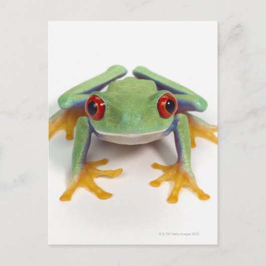 Carte Postale Grenouille (Devant)