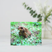 Carte Postale Grenouille (Debout devant)