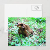 Carte Postale Grenouille (Devant / Derrière)