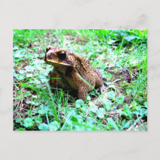 Carte Postale Grenouille