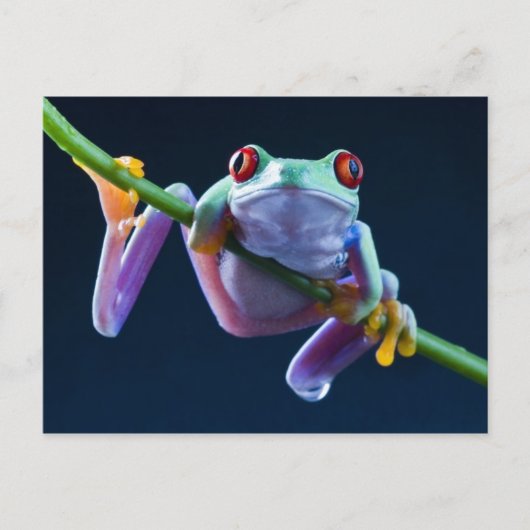 Carte Postale Grenouille (Devant)