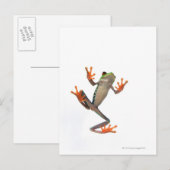 Carte Postale Grenouille (Devant / Derrière)