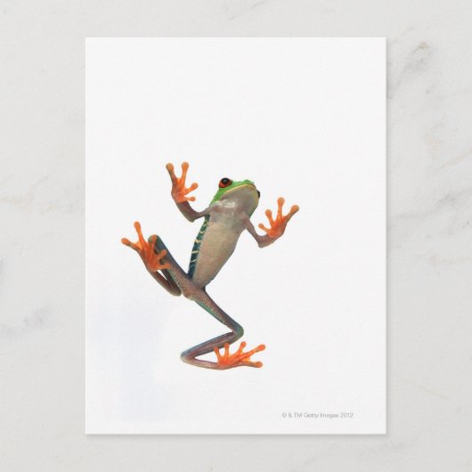 Carte Postale Grenouille (Devant)