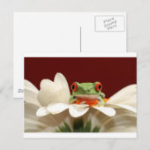 Carte Postale grenouille (Devant / Derrière)
