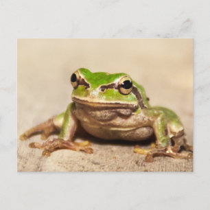 CARTE POSTALE GRENOUILLE