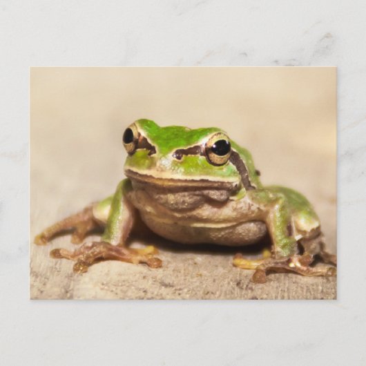 CARTE POSTALE GRENOUILLE (Devant)