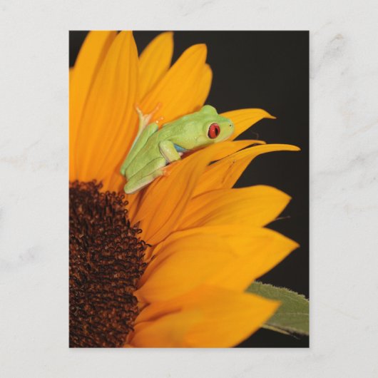 Carte Postale grenouille (Devant)
