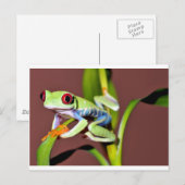 Carte Postale grenouille (Devant / Derrière)