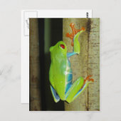 Carte Postale grenouille (Devant / Derrière)