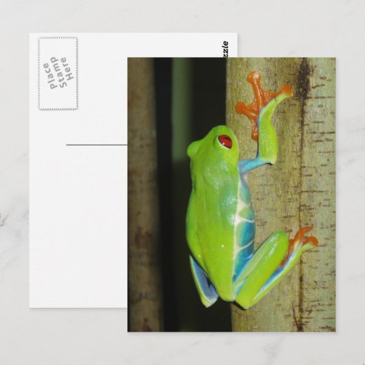 Carte Postale grenouille (Devant / Derrière)