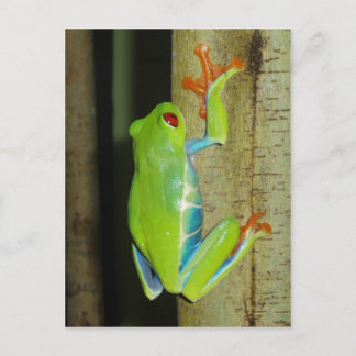 Carte Postale grenouille