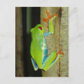 Carte Postale grenouille (Devant)