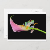 Carte Postale grenouille (Devant / Derrière)
