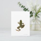 Carte Postale Grenouille 2 (Debout devant)