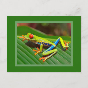 Carte Postale Grenouille à arbre rouge