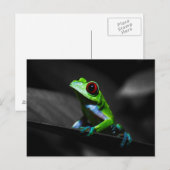 Carte Postale Grenouille à arbre rouge III (Devant / Derrière)