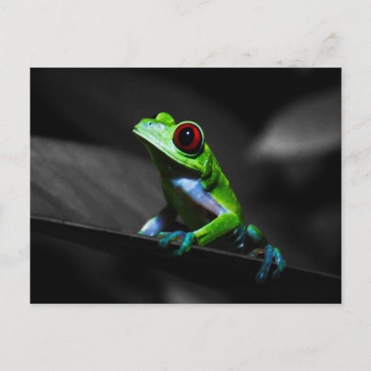 Carte Postale Grenouille à arbre rouge III (Devant)
