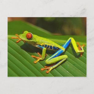 Carte Postale Grenouille à arbre rouge près de Playa Jaco au Cos