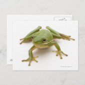 Carte Postale Grenouille à arbre vert (Devant / Derrière)