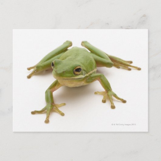 Carte Postale Grenouille à arbre vert (Devant)